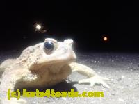 /home//u458753944/public_html/sourcegallery/////////////////////////////////////Roxborough Toad Detour/2026/2026-03-22/P3221578.JPG